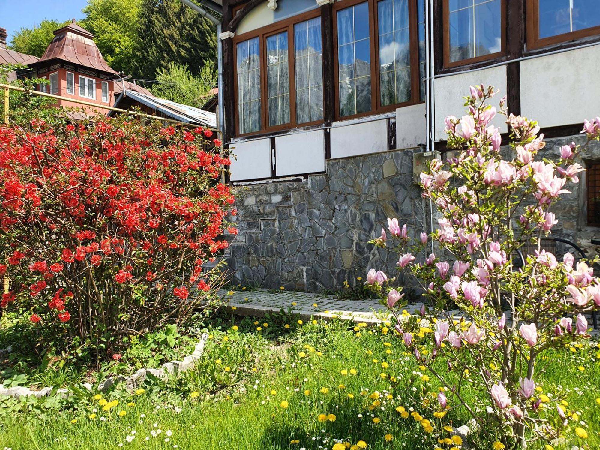 Vila Bradet Buşteni Extérieur photo