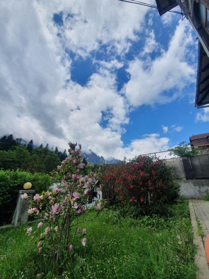 Vila Bradet Buşteni Extérieur photo